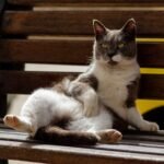15 Reasons Cats Are Better Roommates Than Most Humans