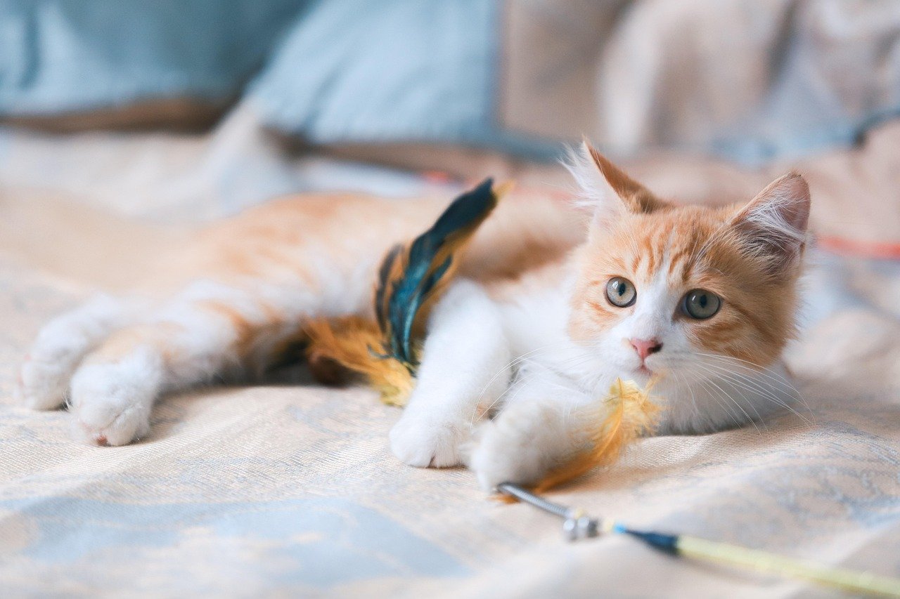 Creating Multi-Cat Harmony With Separate Zones (image credits: pixabay)