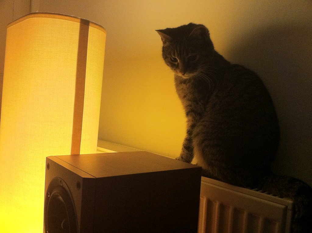 Warmth Is Just Too Tempting (image credits: wikimedia)