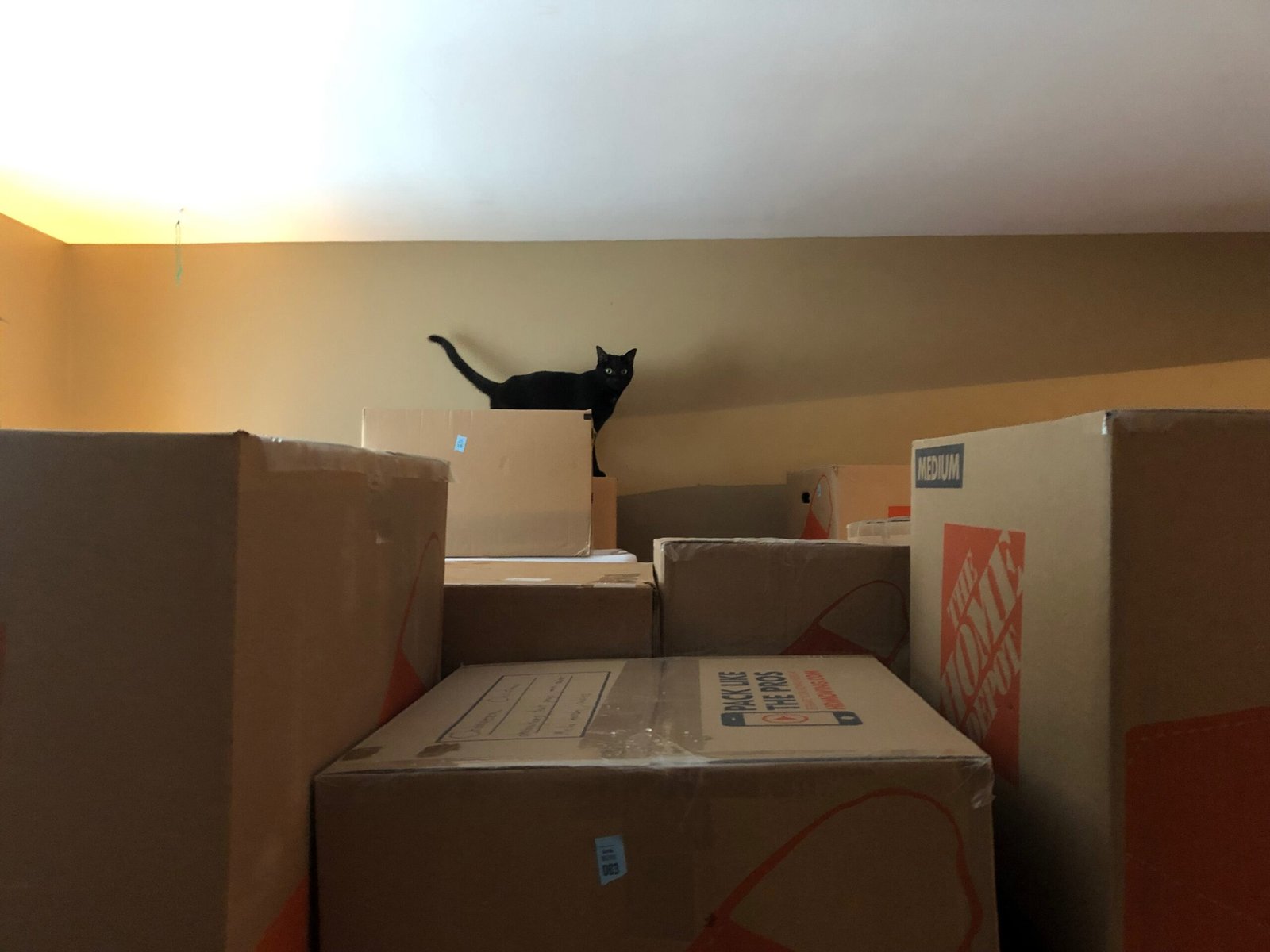 Moving to a New Home (image credits: wikimedia)