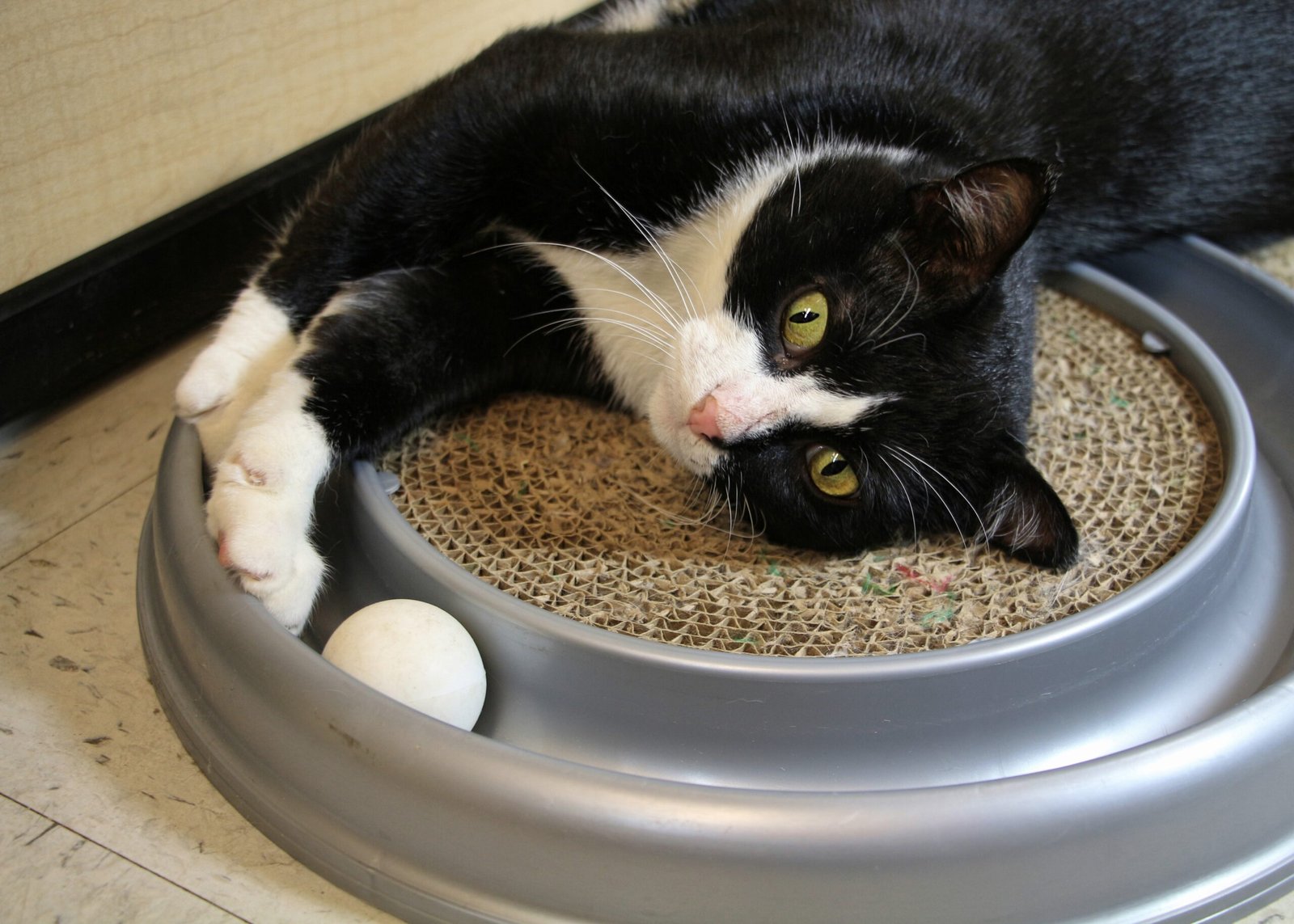 Trips to the Veterinarian (image credits: wikimedia)