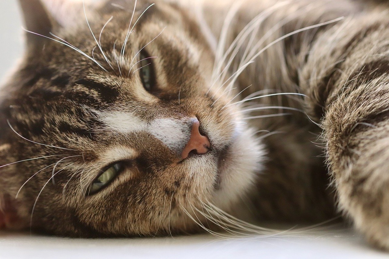 Overstimulation from Petting (image credits: pixabay)
