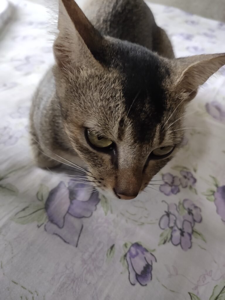 Conflict with Other Cats