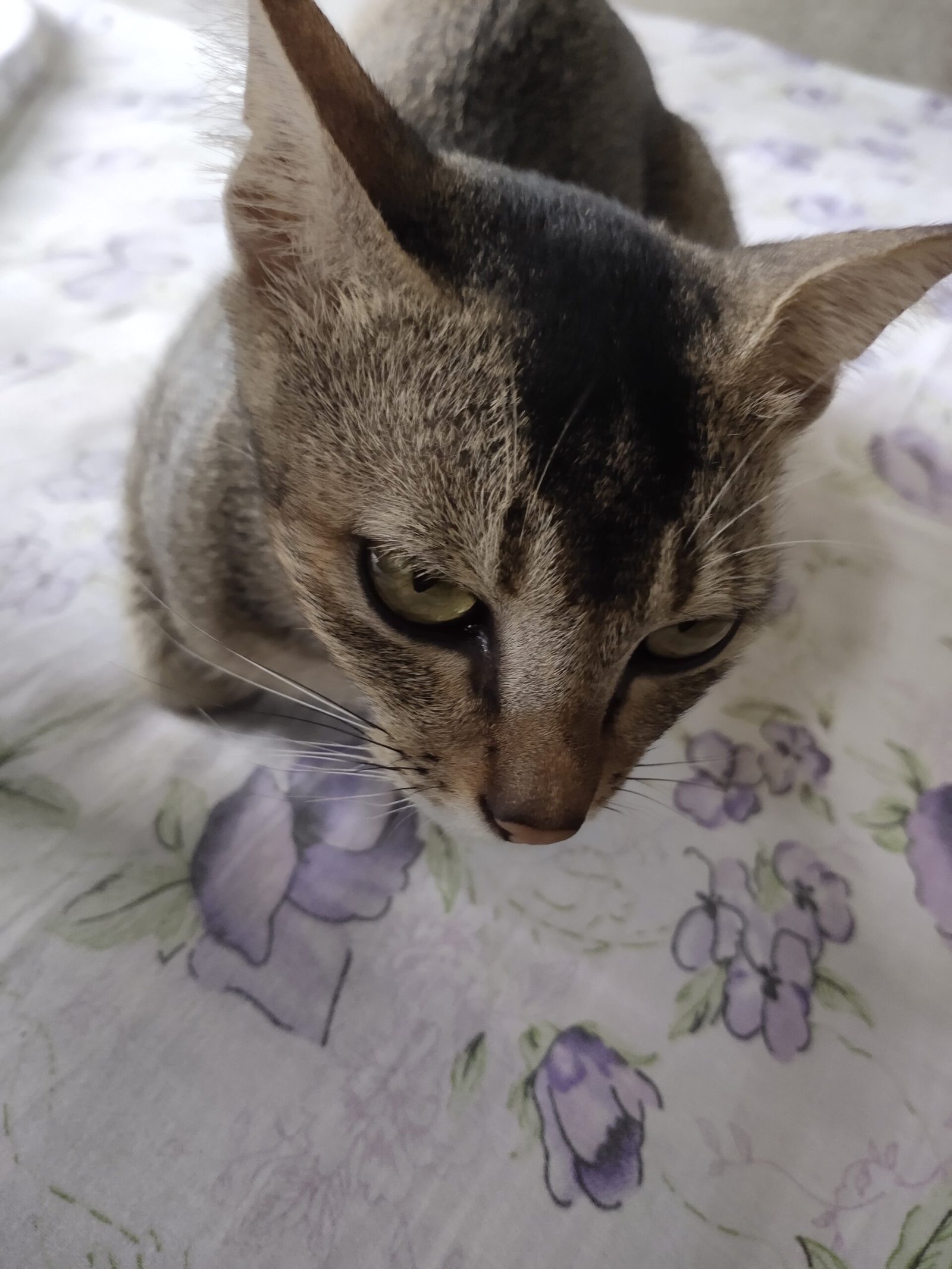 Conflict with Other Cats (image credits: wikimedia)