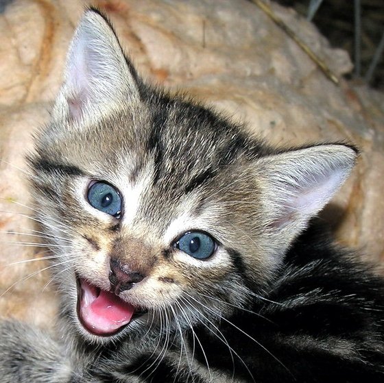 Chirps, Trills, and Special Meows (image credits: wikimedia)