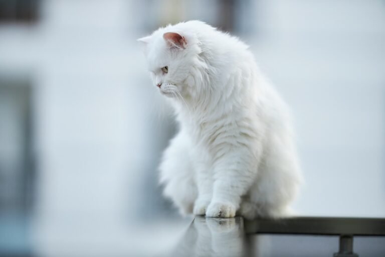 Why Cats Are the Ultimate Masters of Silent Judgement