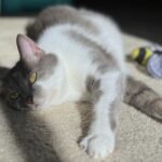 10 Times Cats Knew Something You Didn’t