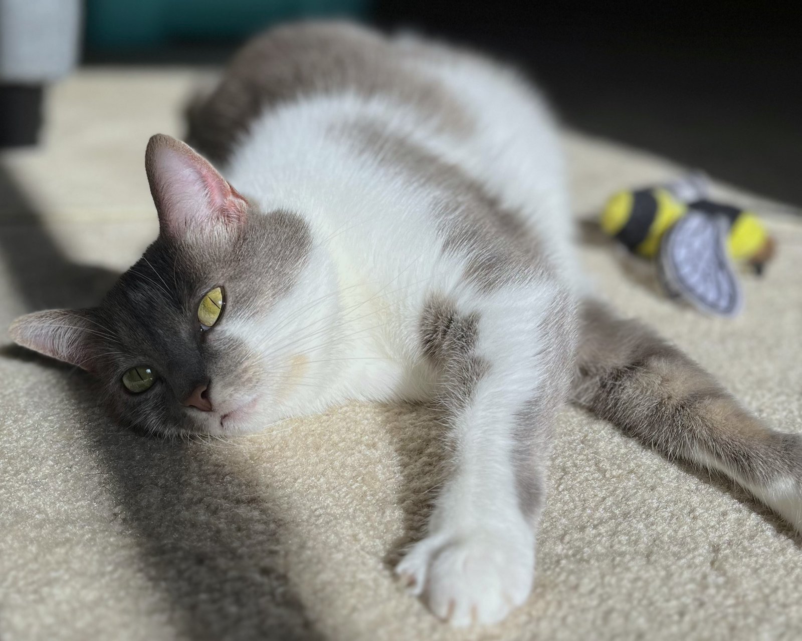 10 Times Cats Knew Something You Didn’t
