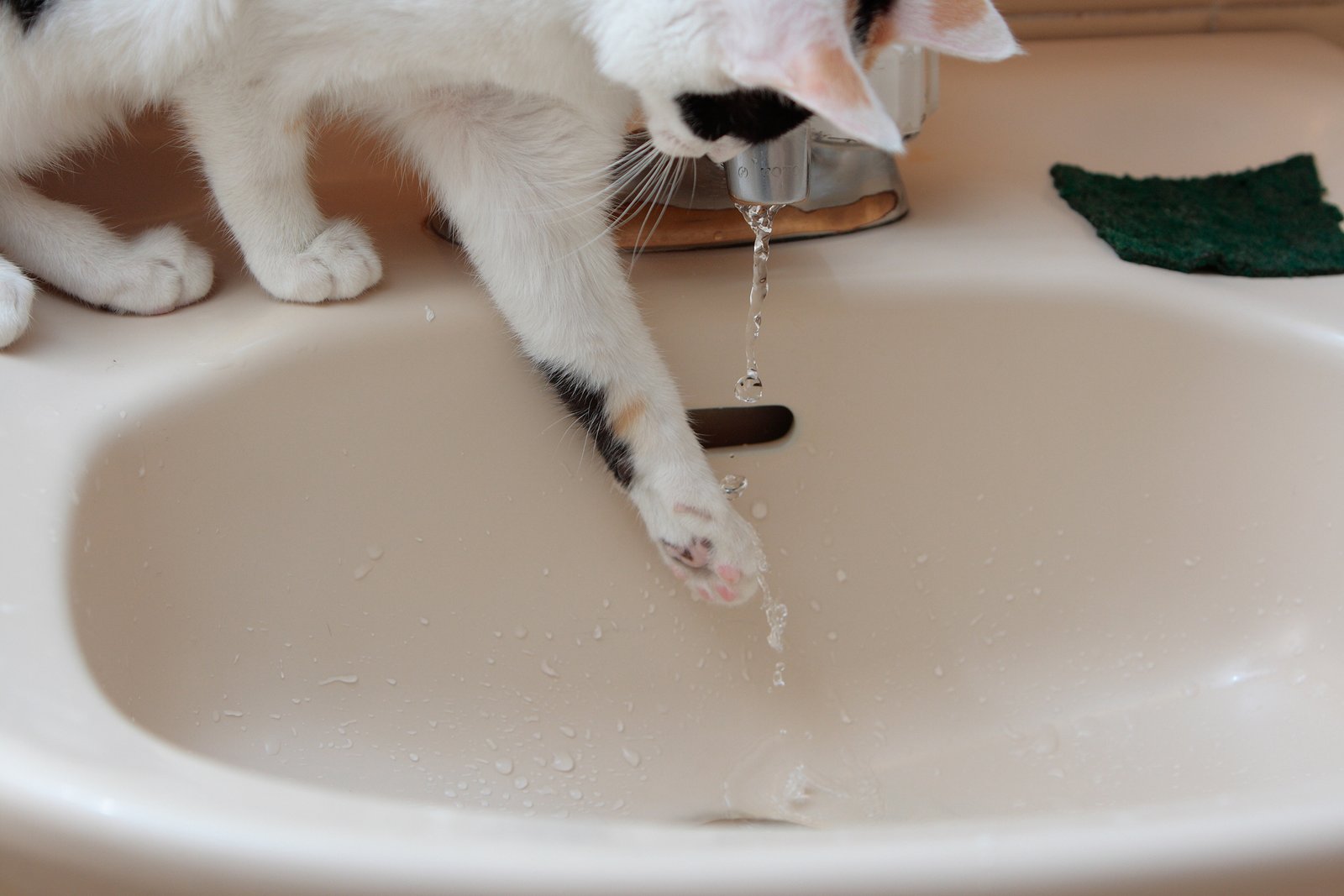 Water and Feline Enrichment (image credits: wikimedia)
