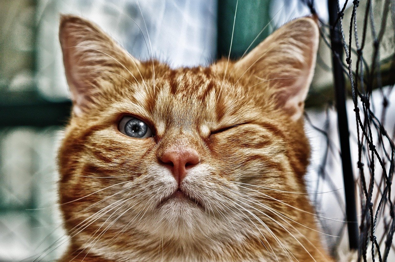2. Unusual Destructive Behavior (image credits: pixabay)
