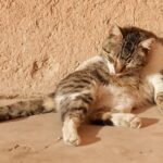 Do Cats Really Hate Water — or Is It Something Else?