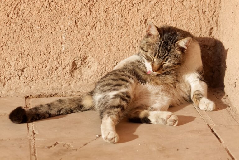 Do Cats Really Hate Water — or Is It Something Else?