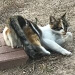 How to Tell If Your Cat Is Actually Bored With You