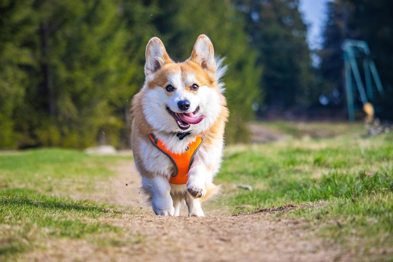 Safe Outdoor Adventures (image credits: pixabay)