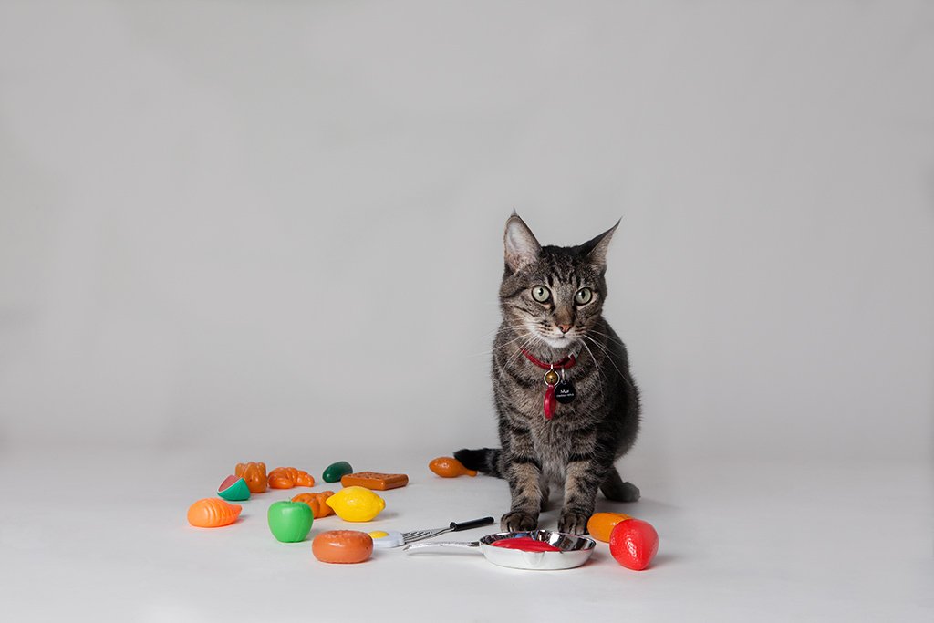 Puzzle Feeders and Food Games (image credits: wikimedia)