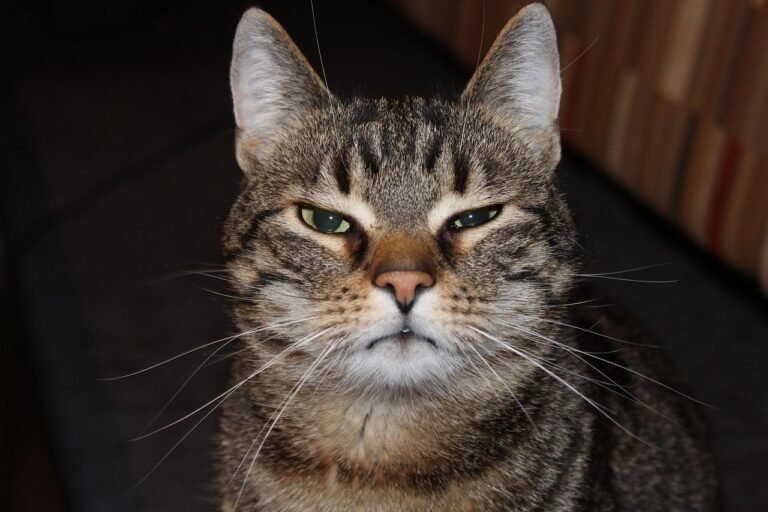 Common Myths About Cat Boredom
