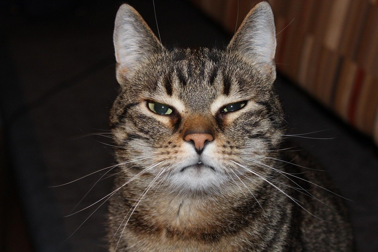 Common Myths About Cat Boredom