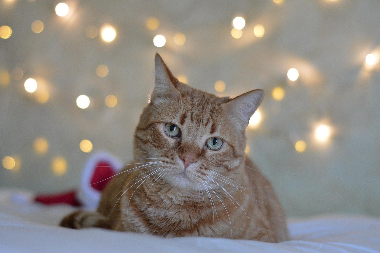 Adopting a Cat Saves Lives (image credits: pixabay)