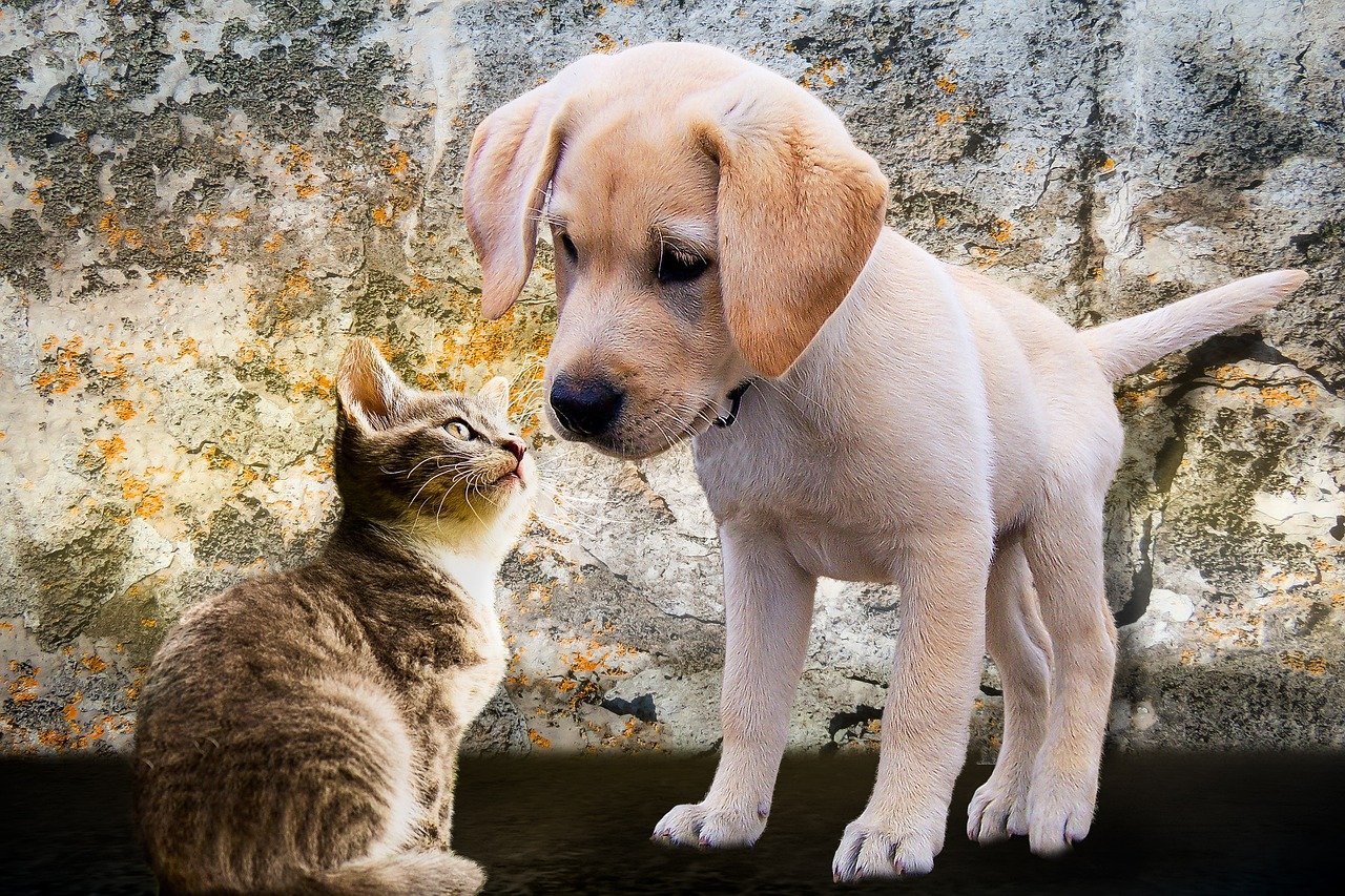 Playtime: The Ultimate Ice Breaker (image credits: pixabay)