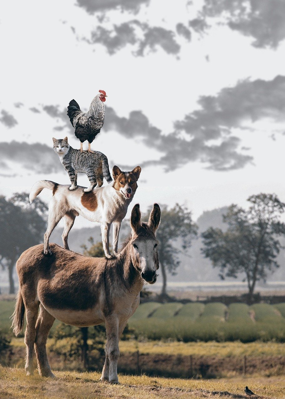 Setting Boundaries and Respecting Limits (image credits: pixabay)