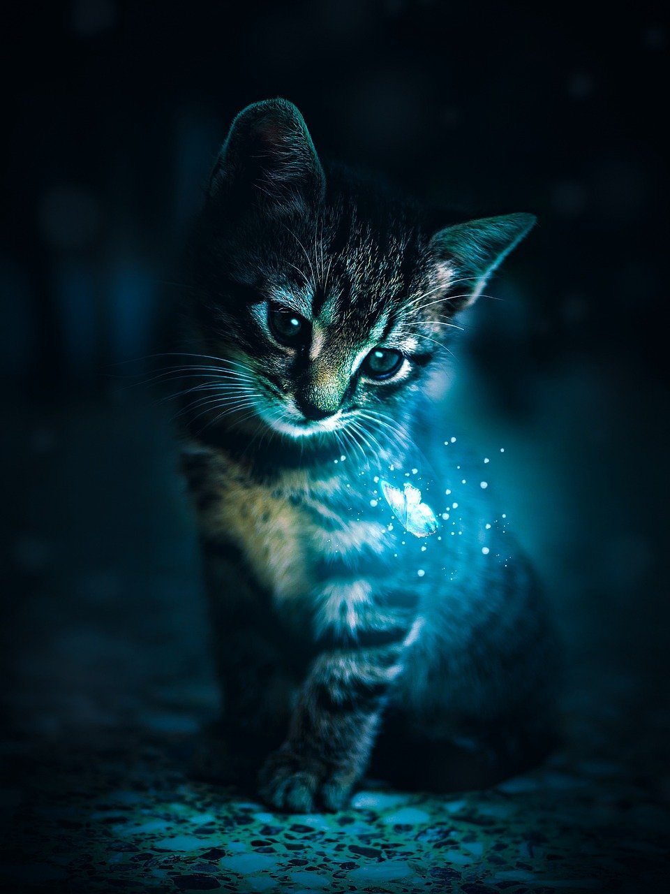 Why Some Cats Seem to “Forget” Faster Than Others (image credits: pixabay)