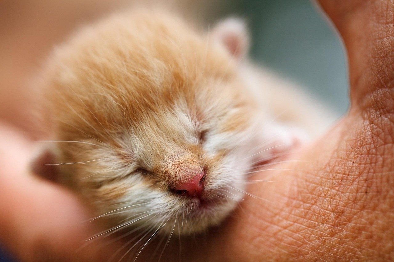 Cats Teach Gentle Touch and Respect for Boundaries (image credits: pixabay)