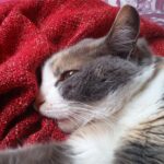 The Science of Cat Affection — and What It Really Means