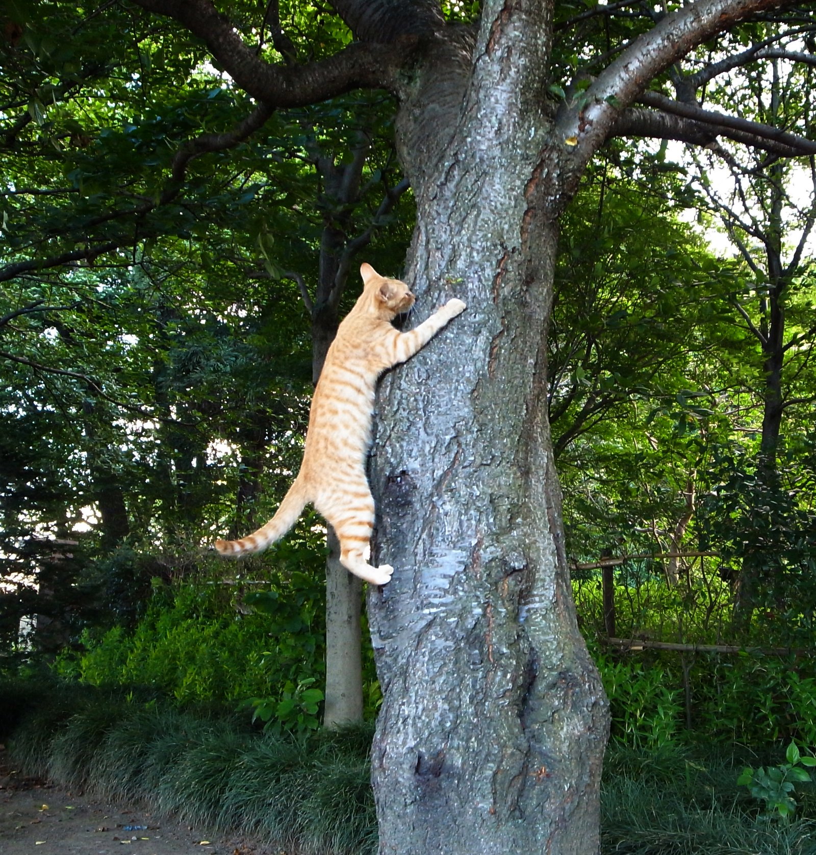 Not Providing Vertical Space (image credits: wikimedia)