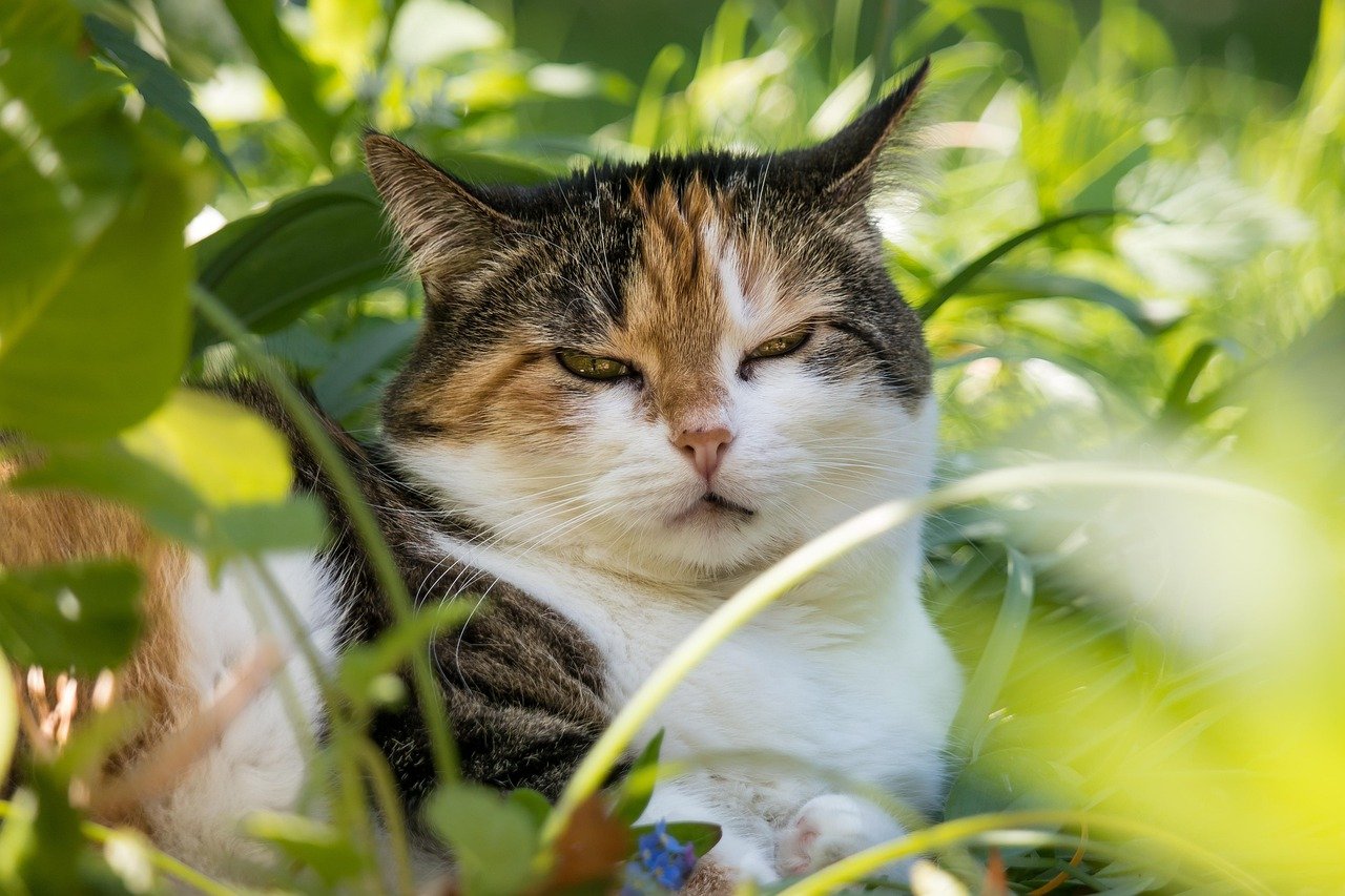 Obsessed with Observation: Watching Without Being Seen (image credits: pixabay)
