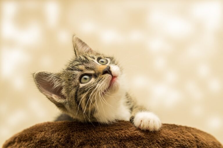 Why Cats Disappear for Hours — Even Indoors