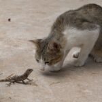 10 Reasons Your Cat Follows You From Room to Room