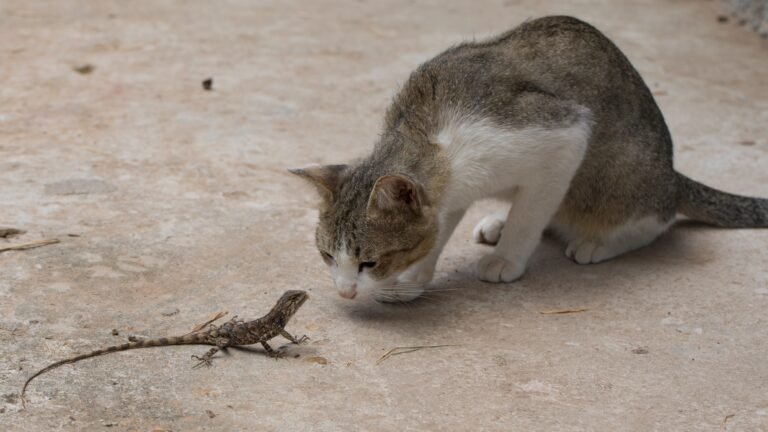 10 Reasons Your Cat Follows You From Room to Room
