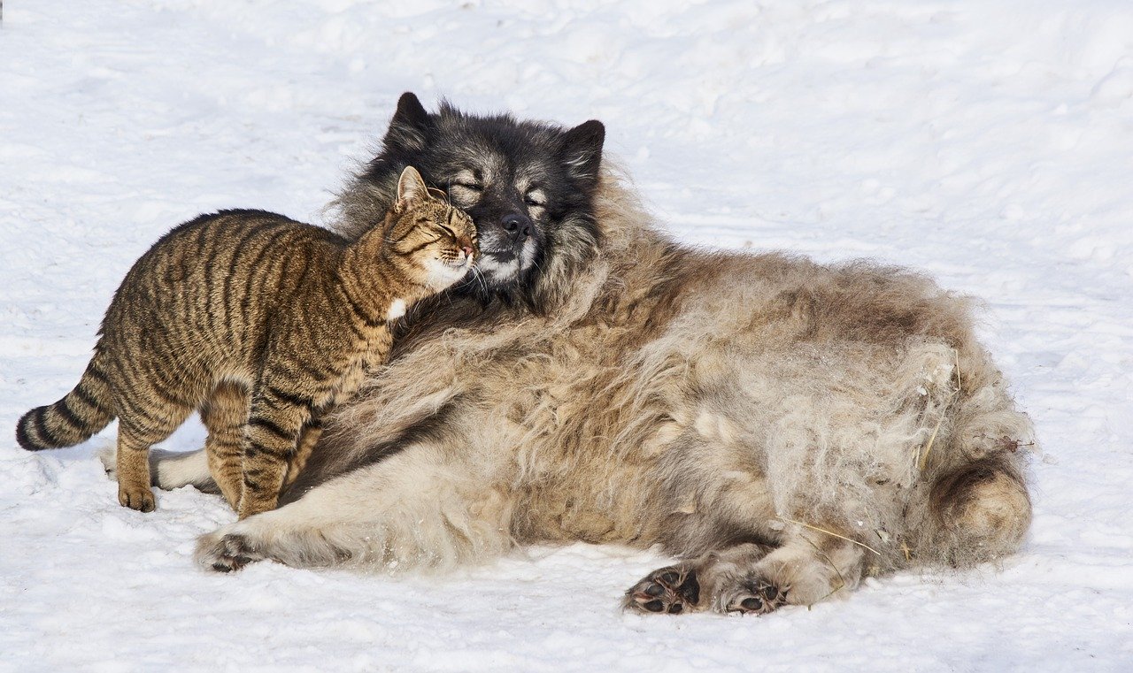 Feline Loyalty in Multi-Pet Homes (image credits: pixabay)