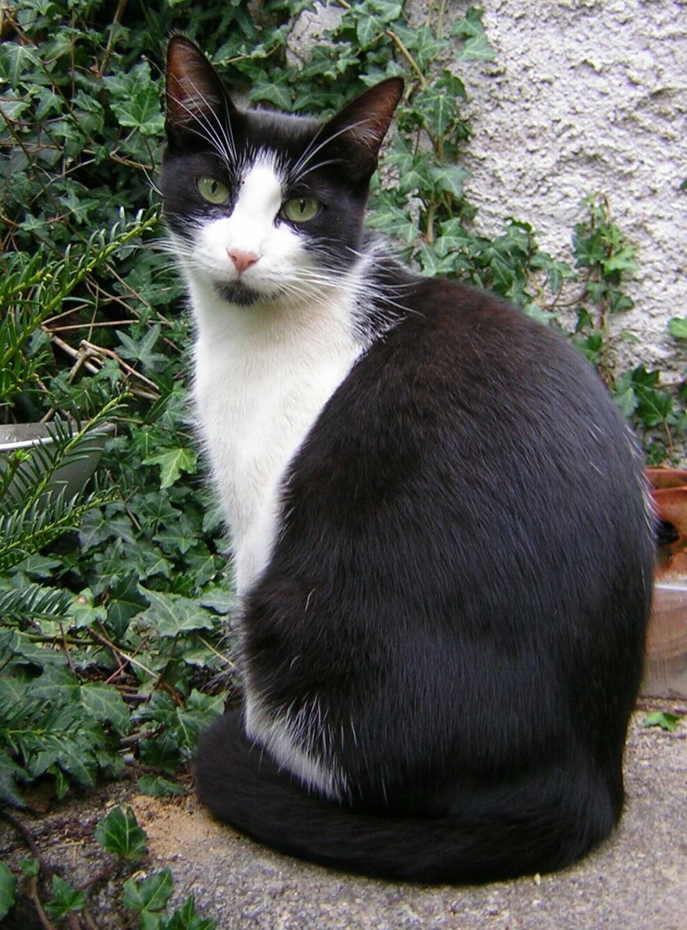Can Cats “Miss” Their Owners? (image credits: wikimedia)