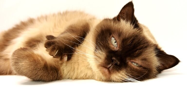 Why Some Cats Just Don’t Like Other Cats