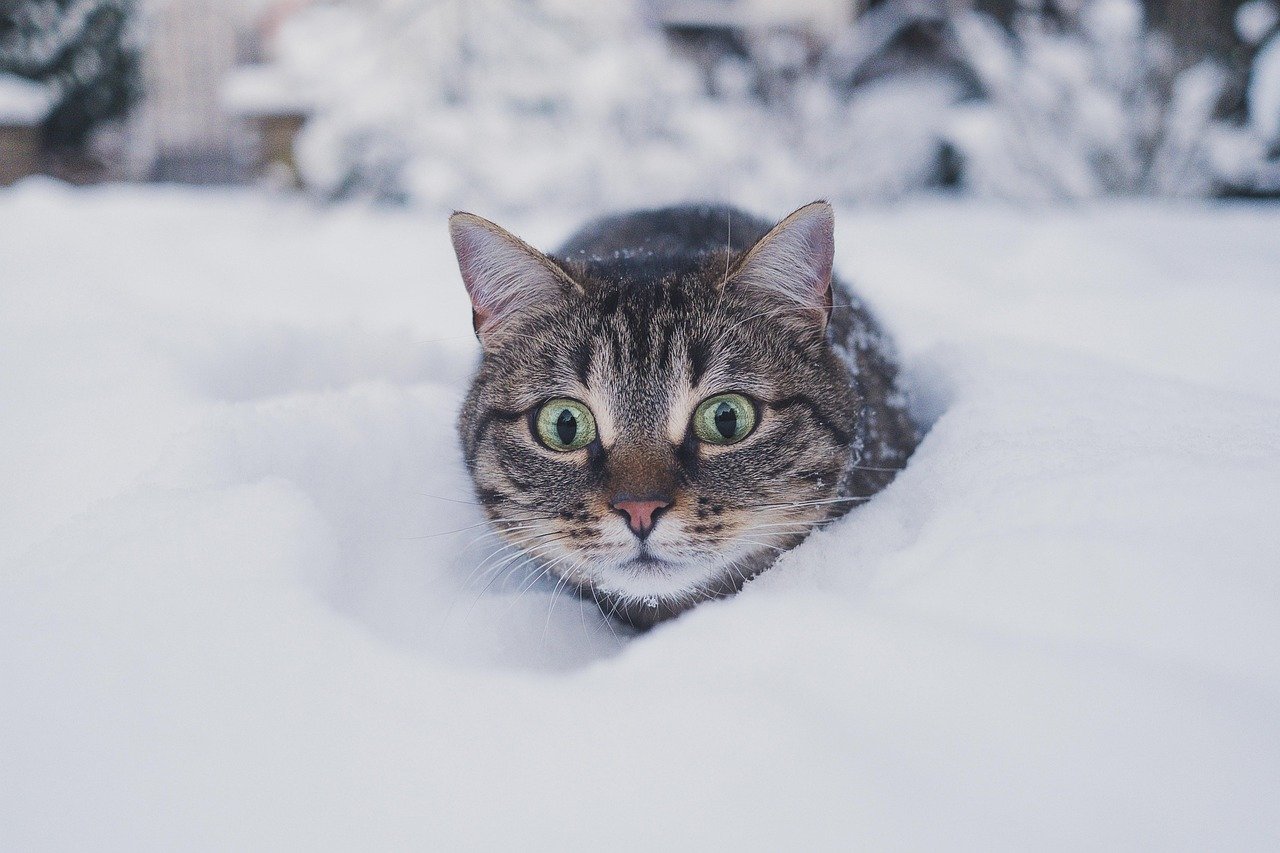 How Cats React to Surprises (image credits: pixabay)