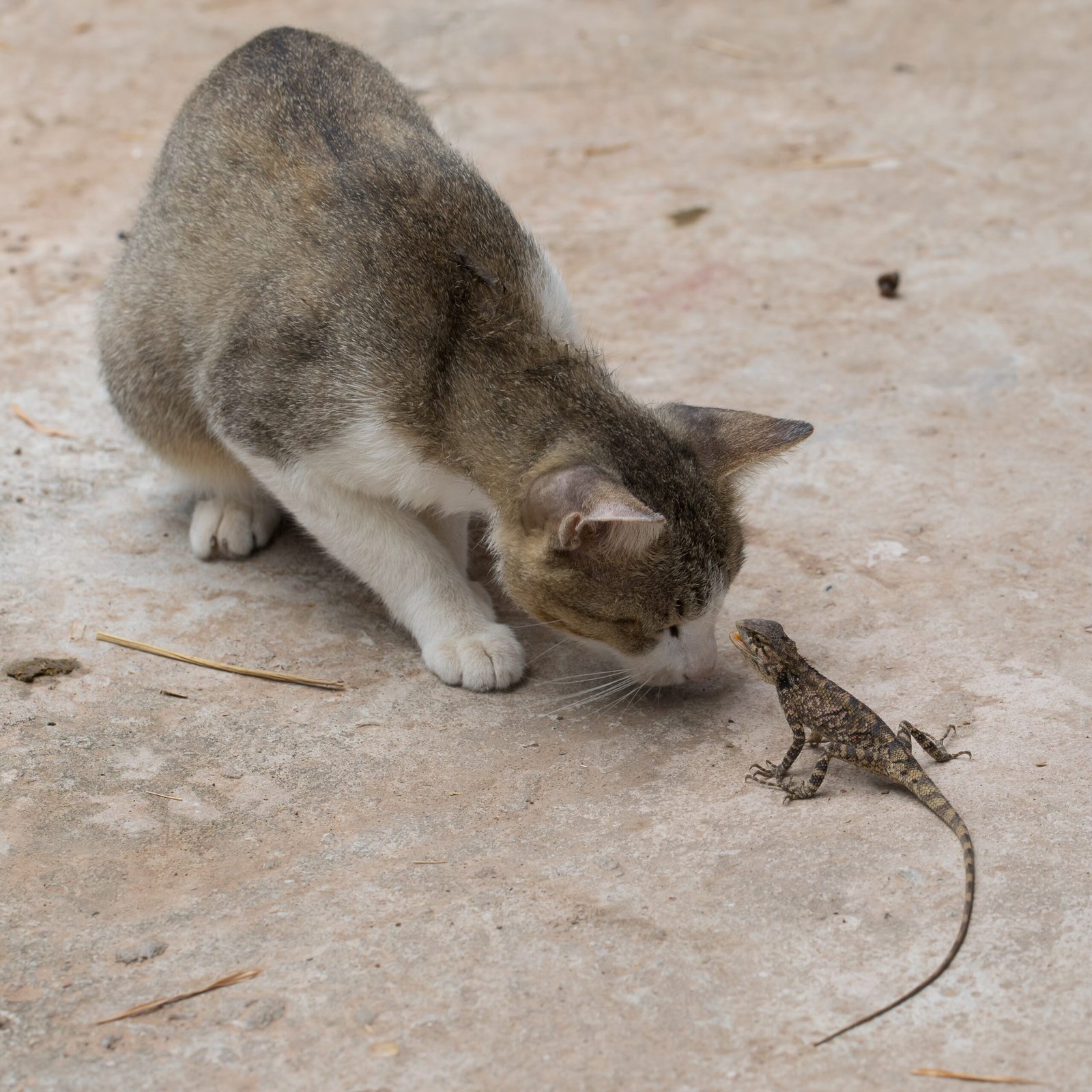 Do Some Cats Enjoy Surprises? (image credits: wikimedia)
