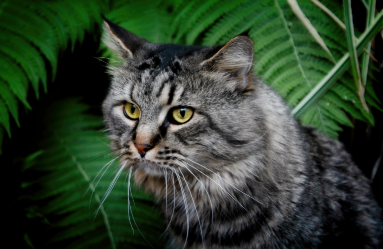 Signs Your Cat Is Stressed by Surprises