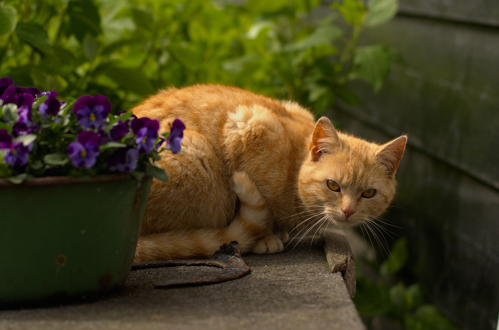 Should You Ever Surprise Your Cat? (image credits: wikimedia)