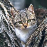 Why Cats React Differently to Men vs Women