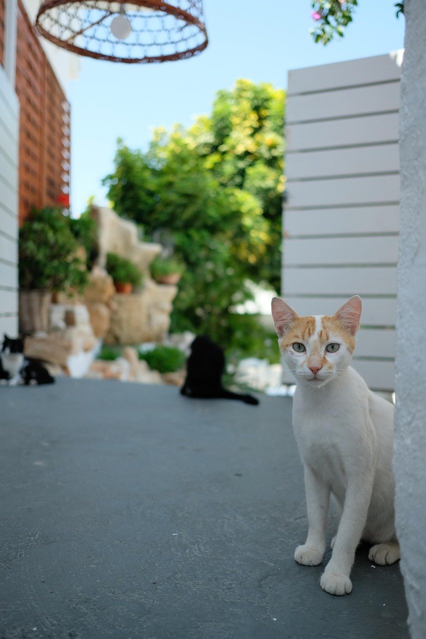 The Science Behind Talking to Pets (image credits: pixabay)
