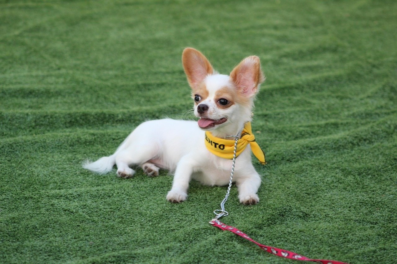 Comparing Cats and Dogs: The Obedience Gap (image credits: pixabay)