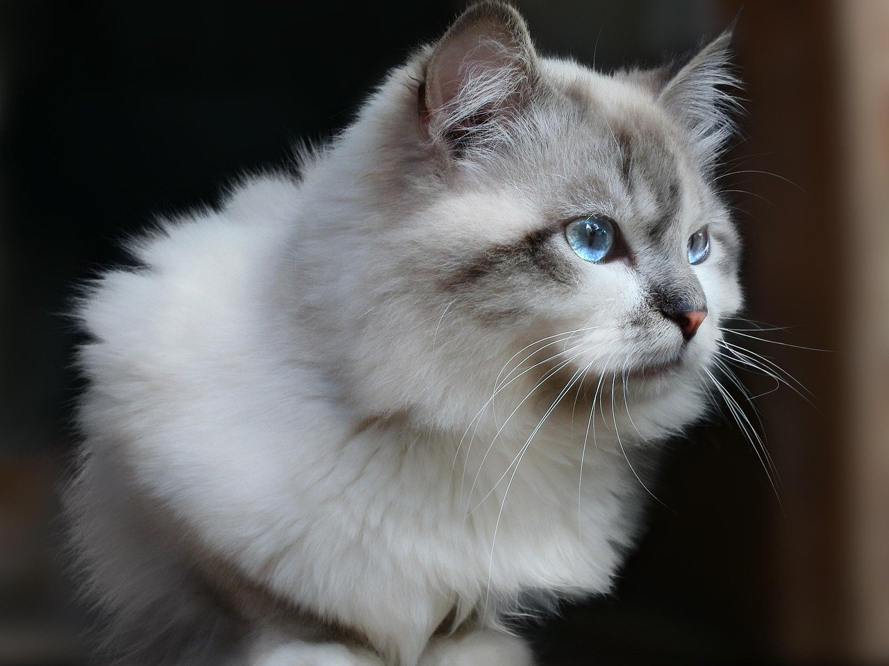Practical Tips for Getting Your Cat’s Attention (image credits: pixabay)