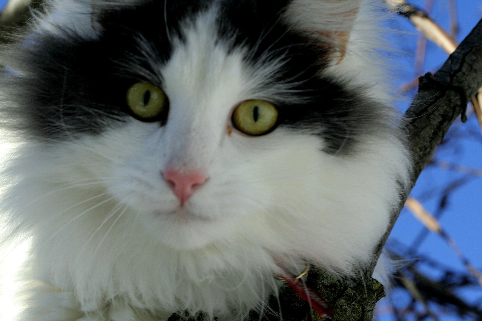 Celebrating the Mystery of Cats (image credits: wikimedia)