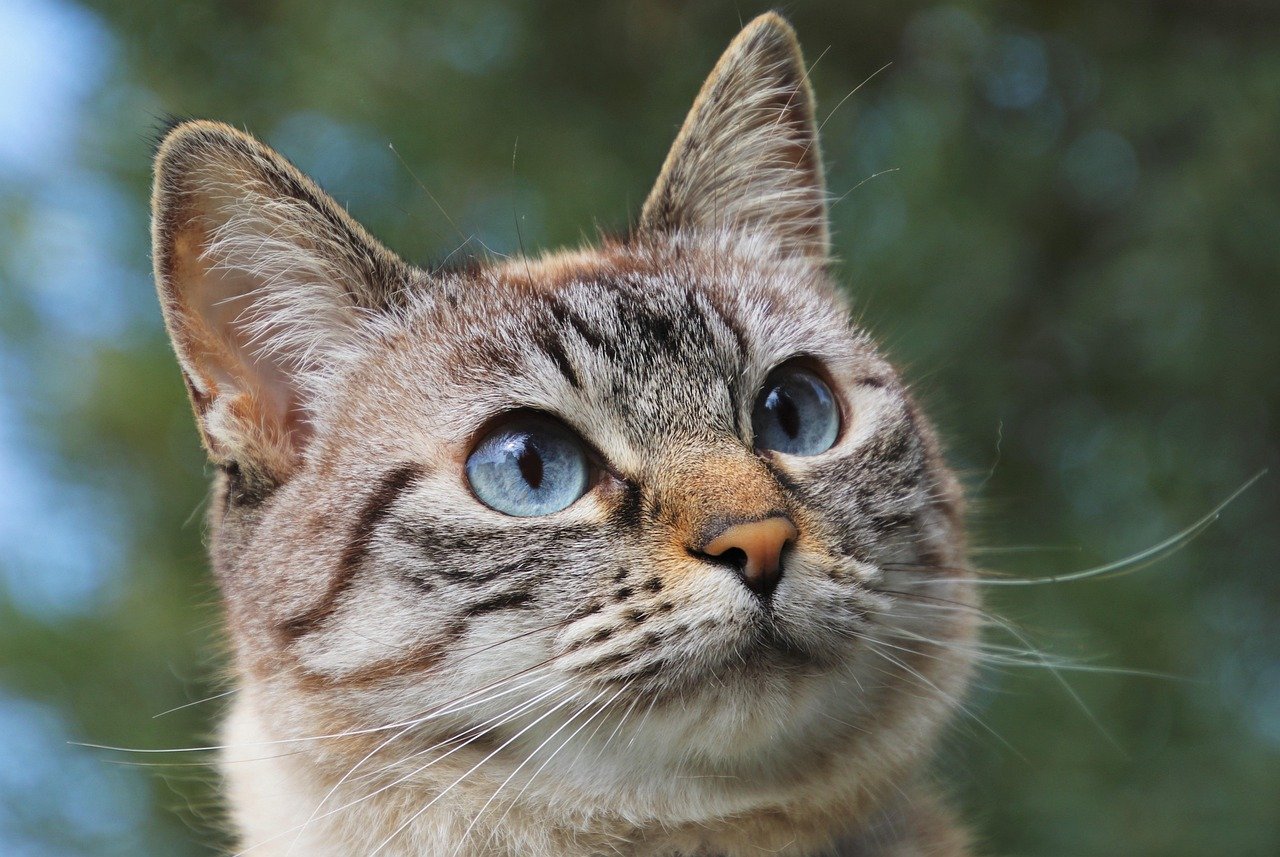 Understanding Cat Emotions (image credits: pixabay)