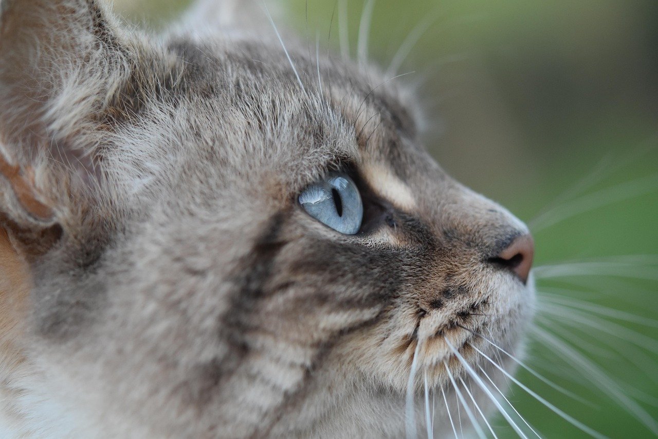 Talking to Your Cat (image credits: pixabay)