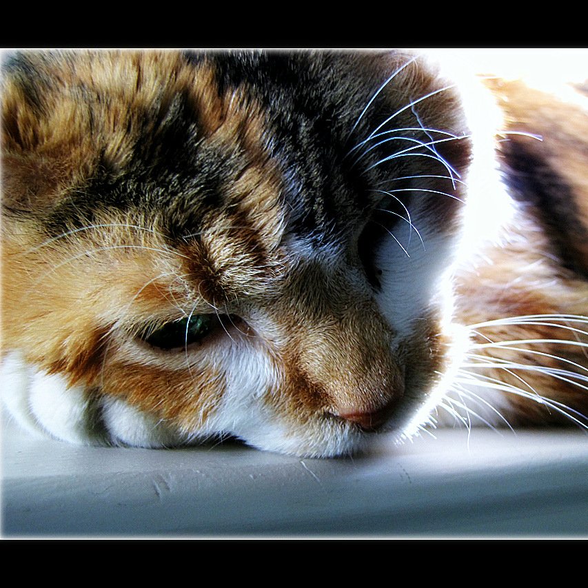 Maintaining Patience and Compassion (image credits: wikimedia)