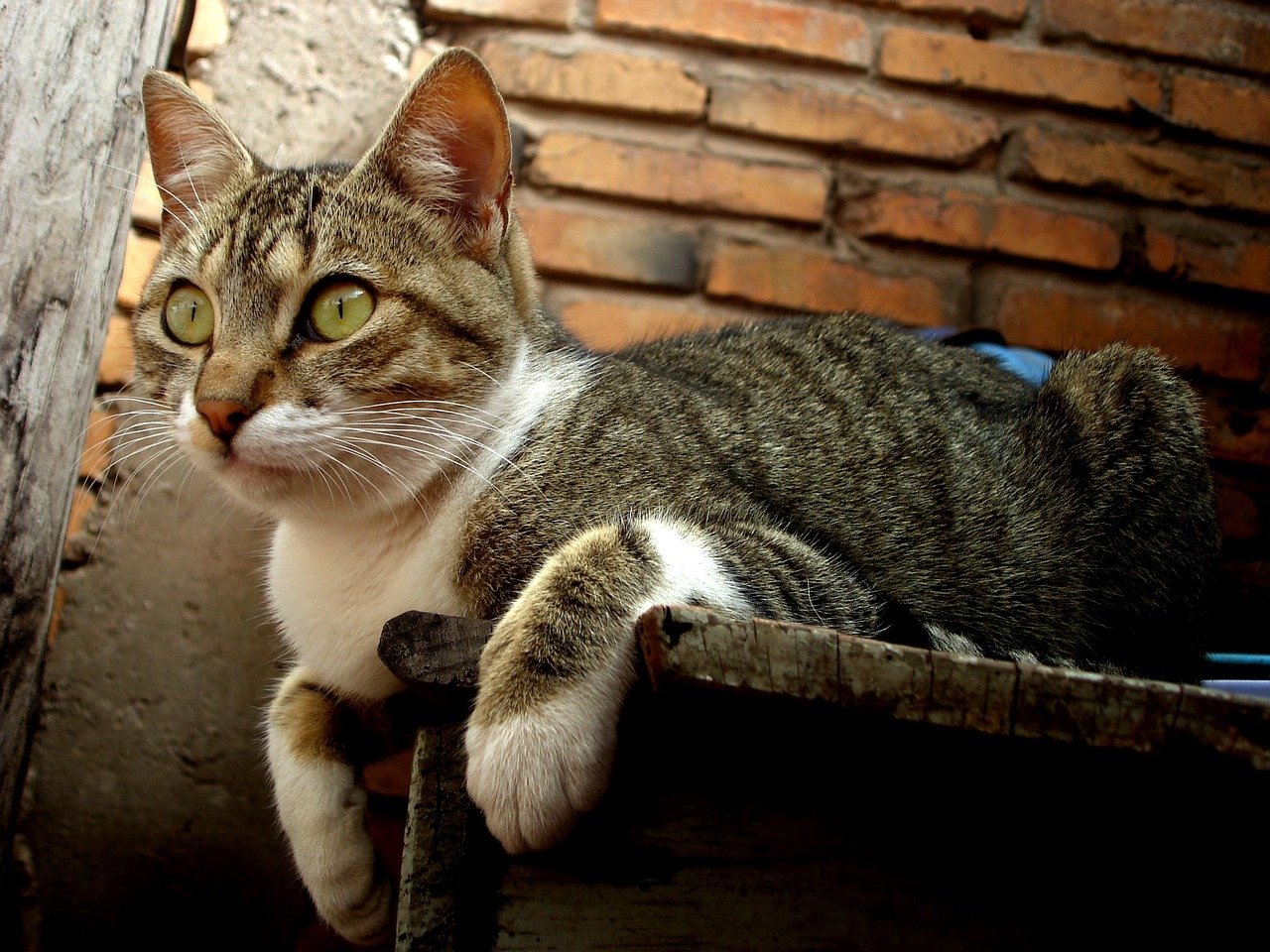 Learning Through Observation (image credits: pixabay)