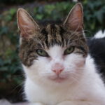 Do Cats Really Understand When You’re Talking to Them?