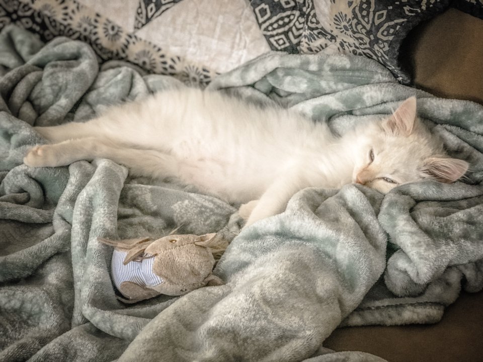 Famous Cuddly Cats: Legends of Lap Time (image credits: stocksnap)